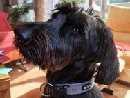 Bijou, Riesenschnauzer (geb. 02/2020) - Pegnitz
