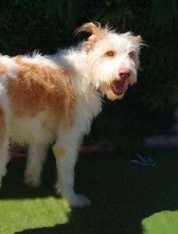 Don Quijote sucht sein Traumzuhause - Laatzen