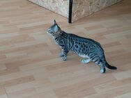 Bengal-Maine Coon Mix Weibchen und Männchen - Stützengrün