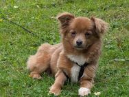 Süße Holly❤️ sucht liebevolles Zuhause - Seggebruch