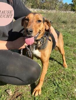 Aufgeschlossene KENDRA sucht Familie❤️ - Saarbrücken