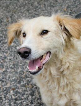 Maxim sucht eigenes Kuschelkörbchen - Schwabach