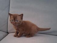 Reinrassiges BKH Kätzchen Weibchen Schoko braun Chocolate Britisch Kurzhaar Katze Kitten - Arnsberg