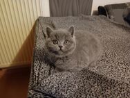 Reinrassige Bkh Kitten ab sofort - Wasserburg (Inn) Zentrum