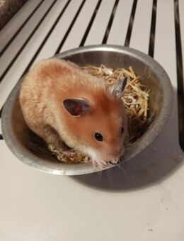 Satingoldhamster - besonders schöne Jungtiere abzugeben - Bad Sooden-Allendorf
