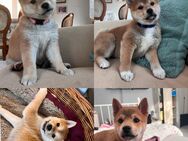 Reinrassige Shiba Inu Welpen - Rhinow