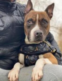 Brindilla sucht ein erfahrenes Zuhause - München