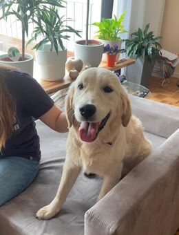 Schönes Golden Retriever Mädchen abzugeben - Langenfeld (Rheinland)