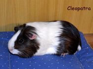 Cleopatra, Glatthaar Weibchen Meerschweinchen - Bad Sobernheim