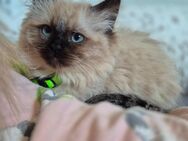Perser Birma Kater - Berlin Reinickendorf