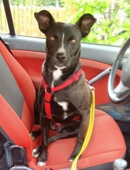 Cara 💜💜💜 Happy-Home gesucht - Bad Karlshafen