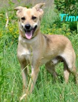 Timmy2 verspielt und fröhlich 03/2023 - Ruppertsecken