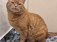 TIGGER - findet Menschen super - Sulzbach-Laufen