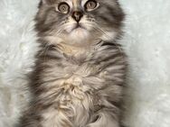 Maine Coon Kitten Katze - Bad Pyrmont