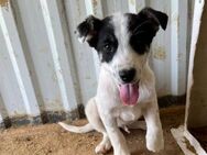 ☯️ Welpe Yang sucht sein Glück 🐾💙 - Eislingen (Fils)