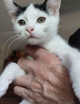 Babykatzen - Wöllstein