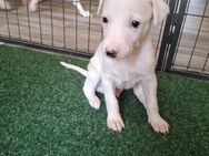 Whippet Welpen von Whippet Liebhabern - Rhede Zentrum