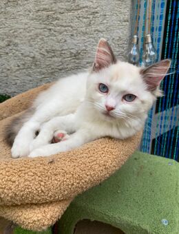 Reinrassige Ragdoll Kitten abzugeben! - Erftstadt