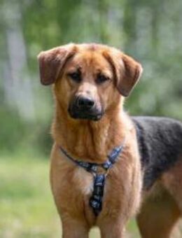 Liebevolles Zuhause für Mischa gesucht - Duisburg