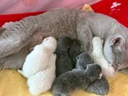 Britisch Kurzhaar Babys - Winnweiler