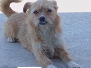 Tossie floh + versteckte sich wochenlang - Berlin
