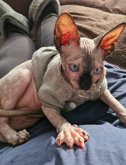 Canadian sphynx Weiblich - Bielefeld