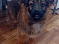 BRUNO - 30 cm, neugierig, freundlich - Weilheim (Oberbayern)