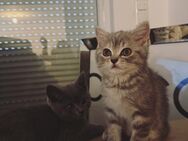 Bkh Babykatze Britische Baby Katzen - Wesseling