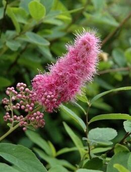 Spierstrauch, Kolbenspiere rosa blühend - Soest