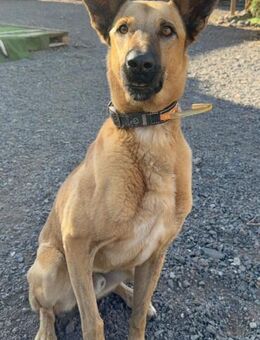 YODA - Paten gesucht! - Neudenau