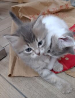 Katzenbabies Kitten Baby Katzen ab Ende Nov. abzugeben - München Thalkirchen-Obersendling