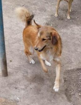 Milly die schüchterne Collimixdame - Rambin