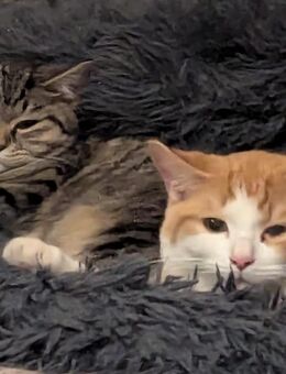 2 BKH-mix-Kitten - Duisburg