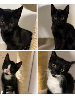 Katzenkinder in gute Hände abzugeben - Gmund (Tegernsee)