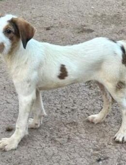 Sozialer Caster - Hückelhoven