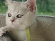 Katzen Kitten BKH British Kurzhaar - Schmölln-Putzkau