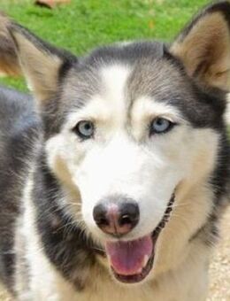 Hundedame AKIRA - Gefrees