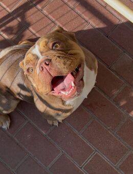 Englische Bulldogge - Berlin Treptow-Köpenick