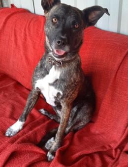 Zaffa herzliche Zauberfee sucht Zuhause - Großefehn