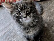 Perser/Maincoon Kitten - Grabfeld