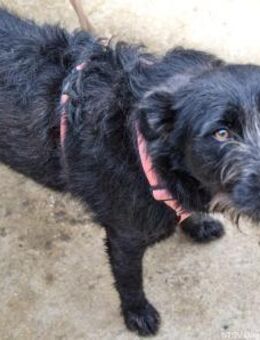 Nancy - im Tierheim groß geworden - Velbert