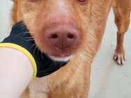 Tobby ist ein guter Hund - Donaueschingen