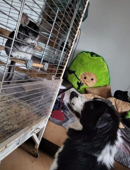 ARKANI - mit Liebe und Konsequenz - Overath