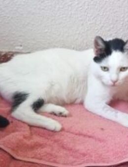 Liebe, sanfte Katze Chippy - Karlsruhe