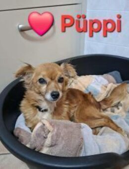 Püppi - freundlich und lieb - Höchst (Odenwald)