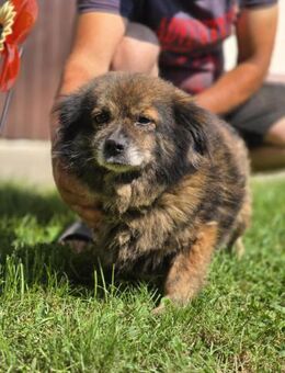 Milo, ein knuffiges Zwerglein - Köln