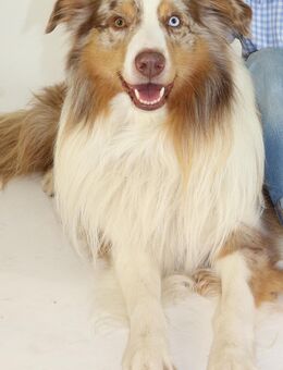 Australian Shepherd Aussi Welpen - Wolfsburg
