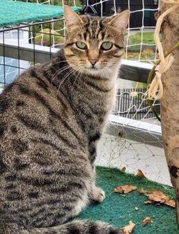 Tigermädchen Flia sucht ihre Familie - Margetshöchheim