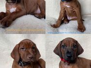 PREMIUM ZUCHT genetisch gesunde Welpen mit Gentest R.I.GE.P. + VERHALTENSGENE Rhodesian Ridgeback - Hildesheim