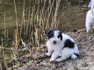 Reinrassige Spanische Wasserhund Welpen,Perro de Aqua - Wiesmoor